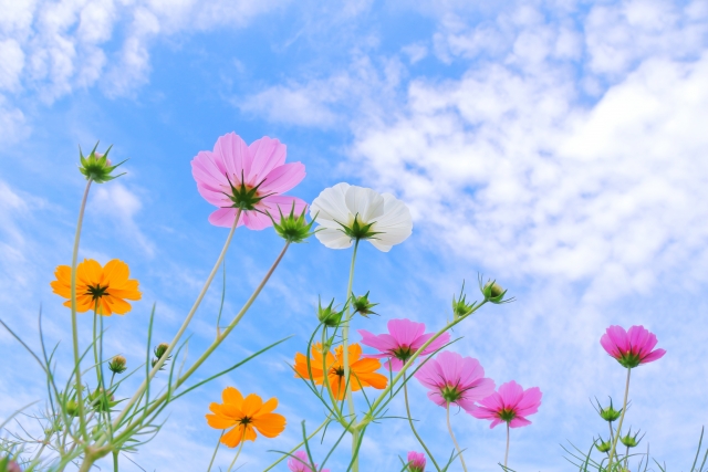 ヨガで五感を研ぎ澄ます